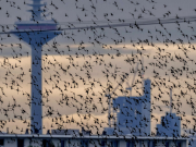 Стало известно о «фентаниловом» наркокризисе во Франкфурте