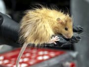 Американская биотехнологическая компания Colossal Biosciences утверждает, что вывела «шерстистую мышь» Американская биотехнологическая компания Colossal Biosciences утверждает, что вывела "шерстистую мышь"