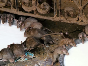 Эксперты опасаются, что на фоне потепления огромные заразные крысы Бирмингема несут в себе смертельную опасность