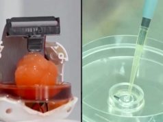 Ученые вырастили из стволовых клеток человека мини-мозг и подключили его к цифровому чипу. Видео Ученые вырастили из стволовых клеток человека мини-мозг и подключили его к цифровому чипу. Видео