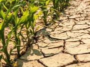 Засуха усиливается: продовольственный рынок Европы в большой тревоге