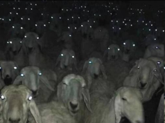 ГОРЬКО, НО КАК ЕСТЬ