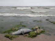 Уровень Каспийского моря опустился ниже рекордной отметки