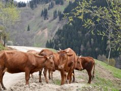 Недопустимо, чтобы государство постоянно оказывало финансовую поддержку какому-либо одному направлению сельского хозяйства, не обращая внимания на остальные! Недопустимо, чтобы государство постоянно оказывало финансовую поддержку какому-либо одному направлению сельского хозяйства, не обращая внимания на остальные!