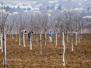 Мы можем производить в Грузии очень хорошую зелень, лук, чеснок, картофель, пшеницу, ячмень, но думаем о выращивании… грецких орехов