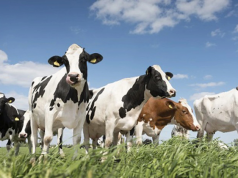 Обычно страны стараются любой ценой нарастить местное производство, чтобы в меньшей степени зависеть от других, а мы из года в год завозим все больше импортной продукции