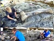 Во Франции обнаружили кость, которая могла принадлежать великану Во Франции обнаружили кость, которая могла принадлежать великану